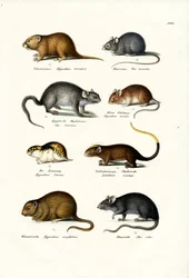 さまざまな種類のネズミ、1824年